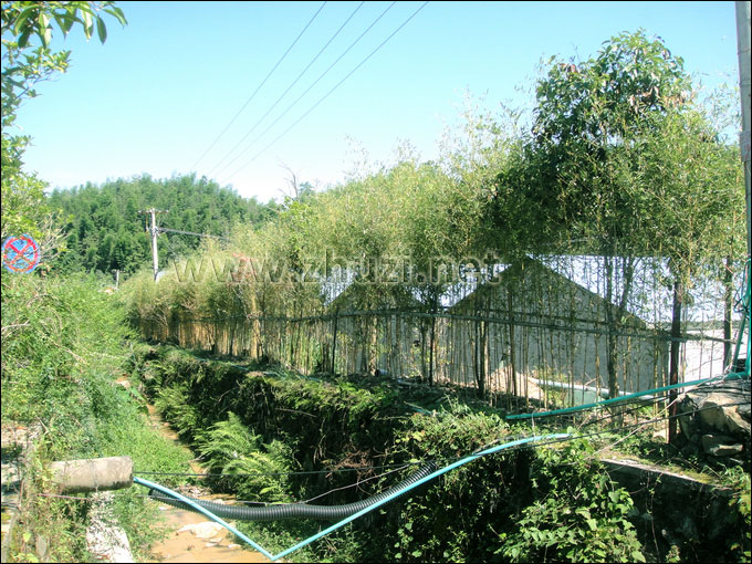 井岡山旅游發(fā)展總公司2012年從本公司購(gòu)買(mǎi)的假植竹苗